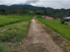 Pekerjaan Proyek Jalan Terbengkalai di Palupuh Tahun 2022, Dilanjutkan 2024