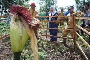 Ramai Dikunjungi, Bunga Bangkai Tumbuh di Kebun Karet Dikunjungi Bupati