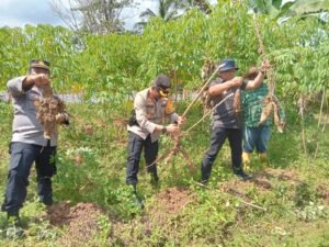 PJ Bupati Mentawai Panen Singkong di Desa Sipora Kaya