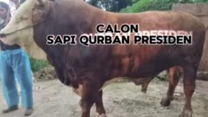 Bukittinggi Kirim 1 Ekor Sapi Peternak Diverifikasi Calon Sapi Qurban Presiden