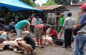 Peserta Qurban Masjid Pampangan, Sembelih 13 Ekor Hewan Qurban