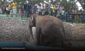 Wako Bukittinggi Tak Henti Benahi Taman Marga Satwa & Budaya Kinantan