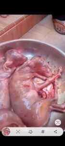 Ajaib, Sapi Jantan Qurban di IV Koto Aur Malintang Pd. Pariaman Ada Anak