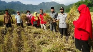 Hebat!, Tahun 2023, Kabupaten Agam Masih Mampu Bertahan Surplus Beras