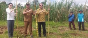 Kerjasama Pemda, Koperasi Kana Gelar Penyuluhan Petani Tebu di Matur