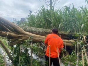 BPBD Agam Ingatkan, Waspada Cuaca Ekstrem, Menghantam Beberapa Daerah