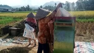 Pasca Bencana Alam, Produksi Padi Tanah Datar Tahun 2024 Masih Surplus