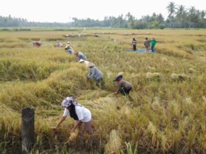 Pertanian Agam Siapkan Pendukung Program Swasembada Pangan