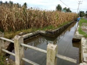 Produksi Padi Kabupaten Agam Tahun ketahun Terus Merosot, Penyebabnya!