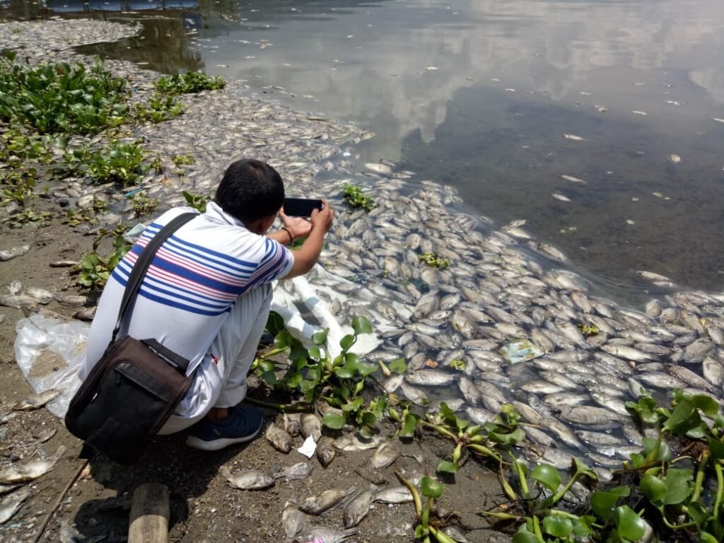 Ikan Mati di Danau Maninjau Semenjak Dulu, Siapa yang Disalahkan?