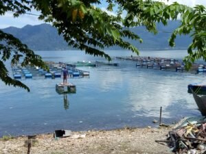 Tubo Balerang Januari 2025, Petani KJA Tanjung Raya Rugi Rp1,875 miliar