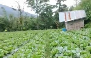 Perlu Jadi Pemikiran, Harga Sayurmayur di Pasar Padang Lua Anjlok