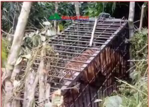 Harimau Masuk Kandang Jebak di Agam Berkelamin Betina Berhasil di Evakuasi