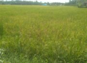 Waspadalah, Padi Sawah Kelompok Tani Srikandi Lubuk Panji Diserang Wereng