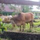 Di Batu Basa IV Koto Aur Malintang, Tercatat Sapi Qurban Disembelih 20 Ekor