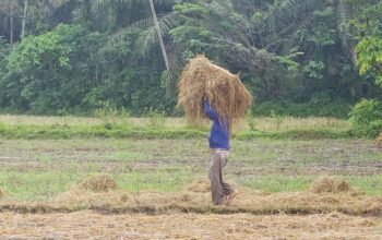 Sawah Pokok Murah Antara Harapan dan Kegagalan, Mestinya Uji Petik Dulu lah
