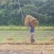 Sawah Pokok Murah Antara Harapan dan Kegagalan, Mestinya Uji Petik Dulu lah