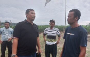 Kelompok Tani Terbentuk, Mantan Cawabup Agam Yogi Yolanda Datang