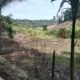 Belum Ada Perhatian Pemda, Sekitar 100 Ha Sawah Keltan KTPJ Tidak Dapat Diolah