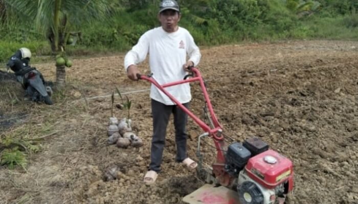 Ramses Situmorang Beralih Profesi Jadi Petani Hortikultura Y Cape dan Sayuran