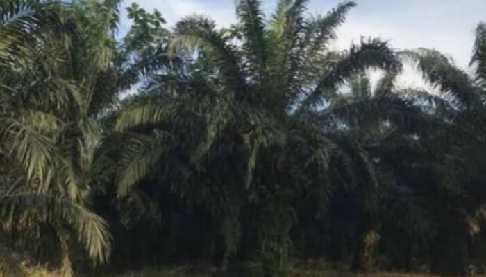 Berlindung Dibalik HGU, PT. Mutiara Agam Babat Habis Kebun Sawit Warga Antokan!