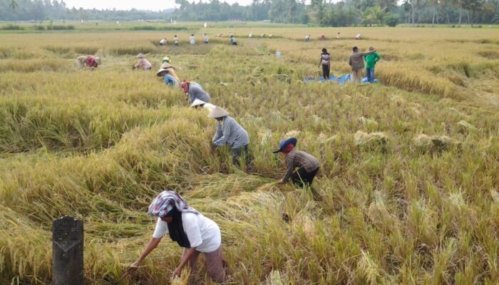 Pemda Agam Komit Beri Perlindungan Lahan Pertanian Pangan Berkelanjutan