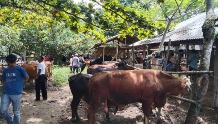 Pekan Terakhir Ramadhan 1447, Pasar Ternak Lubuk Basung di Manggis Ramai