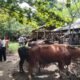 Pekan Terakhir Ramadhan 1447, Pasar Ternak Lubuk Basung di Manggis Ramai