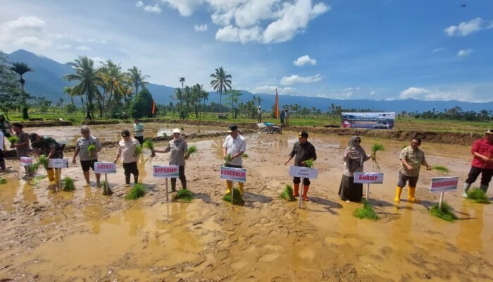 Percepatan Tanam Serentak di Koto Kaciak, Dukung Ketah Pangan Nasional