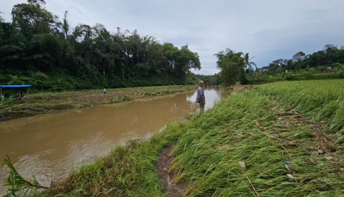 Sungai Batang Sandir Meluap, Tanaman Padi Rusak, Pipa Pamsimas Putus