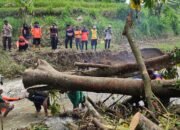 Pohon Tumbang Penyebab Air  Sungai Meluap, Padi Menguning Tiarap