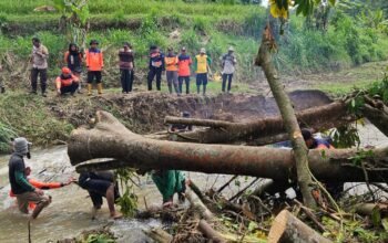 Pohon Tumbang Penyebab Air  Sungai Meluap, Padi Menguning Tiarap