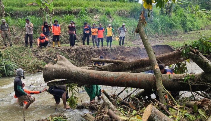 Pohon Tumbang Penyebab Air  Sungai Meluap, Padi Menguning Tiarap
