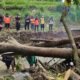 Pohon Tumbang Penyebab Air  Sungai Meluap, Padi Menguning Tiarap