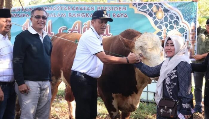 Qurban di Kota Batiah Payakumbuh Tahun 2026 Meningkat, Tercatat 1.791 Ekor