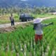 Areal Sawah Balai Belo Mulai Ditanami Padi Kembali, Setelah Pemerintah Rehabilitasi