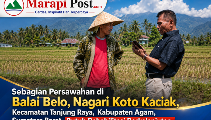 Sawah Balai Belo, Koto Kaciak, Usai Direhabilitasi, Mulai Menghasilkan Padi