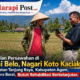Sawah Balai Belo, Koto Kaciak, Usai Direhabilitasi, Mulai Menghasilkan Padi