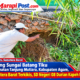 Tebing Sungai Batang Tiku Makin Terkikis, SD Negeri 08 Durian Kapeh Terancam