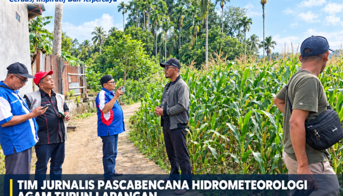 Sawah Tidak Dapat Air Bendungan Karena Bobol, Ditanami Petani dengan Jagung