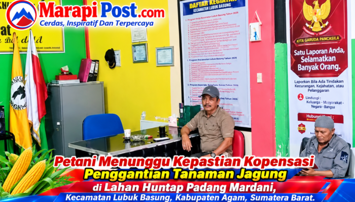 Kompensasi Tanaman Jagung Turun Jadi 50 Persen, Masyarakat Minta Kepastian